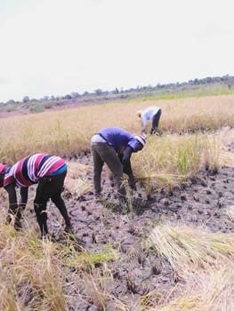 Ebrima's Rice Field
